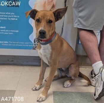 A471708 -  Pit Bull Terrier and Mixed Breed Dog for Adoption in Oklahoma City, Oklahoma - A471708 | PetCurious