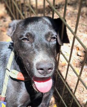 Pepper -  Labrador Retriever and Mixed Breed Dog for Adoption in Lockhart, Texas - Pepper | PetCurious