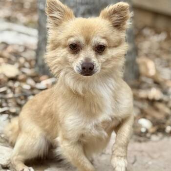 Chihuahua and Pomeranian Dogs Available for Adoption in Hondo, Texas - Liam - Walmart Greeter Pomchi | PetCurious