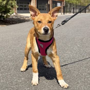Australian Cattle Dog Blue Heeler and Mixed Breed Dogs Available for Adoption in East Hampton, New York - Macaroni | PetCurious