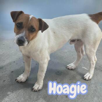 Hoagie - Sweet Jack Russell Boy. Raised With Dogs, Needs a Patie -  Jack Russell Terrier Dog for Adoption in Chuckey, Tennessee - Hoagie - Sweet Jack Russell Boy. Raised With Dogs, Needs A Patie | PetCurious