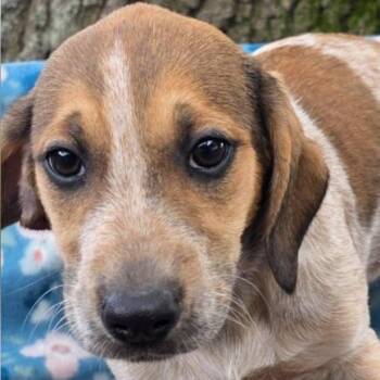 Beagle Dogs Available for Adoption - Marcie | PetCurious