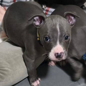 Levy -  Pit Bull Terrier and Mixed Breed Dog for Adoption in St. Peters, Missouri - Levy | PetCurious