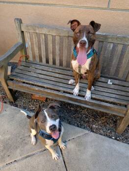 Funky Disco -  Pit Bull Terrier Dog for Adoption in Santa Rosa, California - Funky Disco | PetCurious