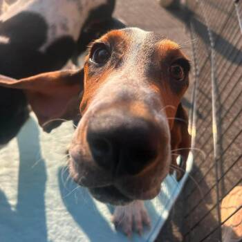 Smoosh -  Basset Hound Dog for Adoption in Stamford, Connecticut - Smoosh | PetCurious