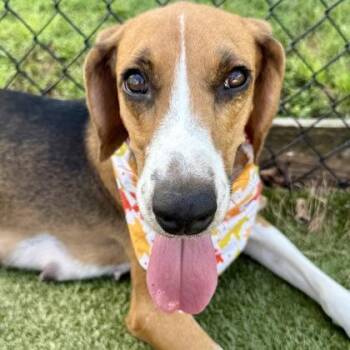 Kibbles -  Treeing Walker Coonhound and Mixed Breed Dog for Adoption in Largo, Florida - Kibbles | PetCurious