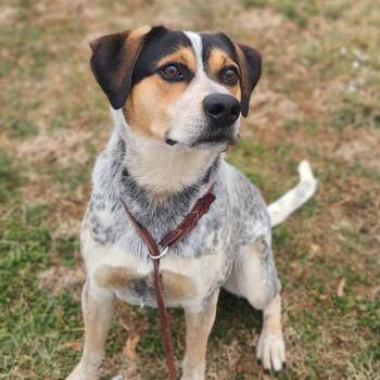 Bluetick Coonhound Dogs Available for Adoption - Jacob | PetCurious