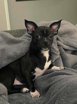 Chihuahua and Shih Tzu Dogs Available for Adoption in Kitchener, Ontario - Shadow | PetCurious