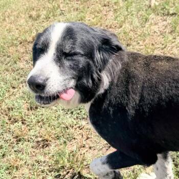 Dottie -  Great Pyrenees and Border Collie Dog for Adoption in West Point, Mississippi - Dottie | PetCurious