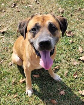 Rescue Boxer and Labrador Retriever Dogs for Adoption in Lisbon, Ohio - Porter | PetCurious
