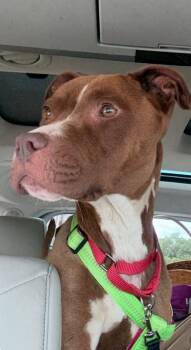 Rescue Pit Bull Terrier Dogs for Adoption in Augusta, Georgia - Mocha (Savannah) | PetCurious
