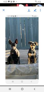 Rescue Miniature Pinscher and Terrier Dogs for Adoption in Murphys, California - Mama Mia | PetCurious