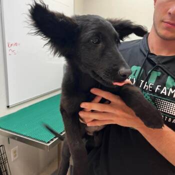 Chai -  Mixed Breed and Black Labrador Retriever Dog for Adoption in Wichita, Kansas - Chai | PetCurious