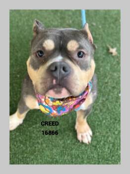 Pit Bull Terrier Dogs Available for Adoption - CREED | PetCurious