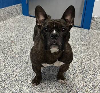 American Bulldog and French Bulldog Dogs Available for Adoption - Meralyn | PetCurious