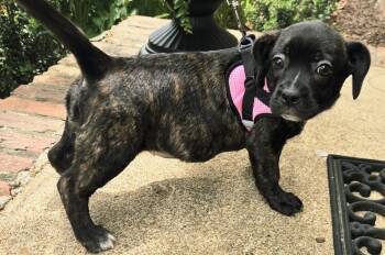Boston Terrier Dogs Available for Adoption in Franklin, Tennessee - PUPPY GIDGET | PetCurious