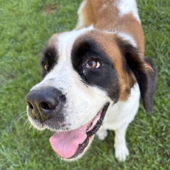 Lottie -  Saint Bernard Dog for Adoption in Columbia, South Carolina - Lottie | PetCurious