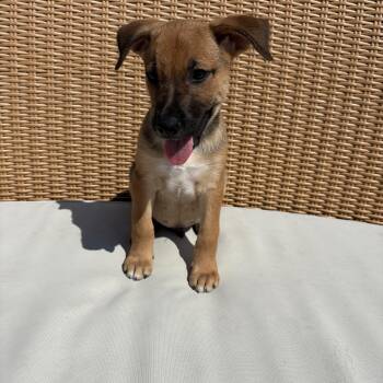 Blueberry -  Hound Dog for Adoption in Seaside Heights, New Jersey - Blueberry | PetCurious