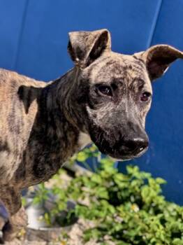 Rescue Pit Bull Terrier and Mixed Breed Dogs for Adoption in New Orleans, Louisiana - Woofi | PetCurious