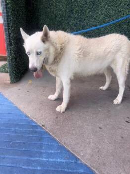 61485925 -  Siberian Husky and Mixed Breed Dog for Adoption in El Paso, Texas - 61485925 | PetCurious