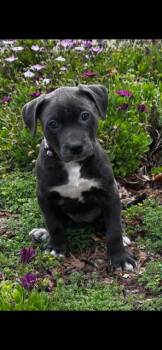 Staffordshire Bull Terrier Dogs Available for Adoption in Lodi, California - April | PetCurious