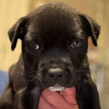 Percy - blue -  Anatolian Shepherd and Dutch Shepherd Dog for Adoption in Greenfield, Indiana - Percy - Blue | PetCurious
