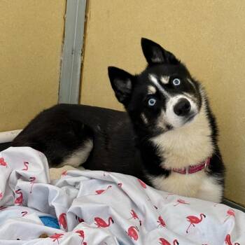 Jenny Gump -  Husky Dog for Adoption in Eatontown, New Jersey - Jenny Gump | PetCurious