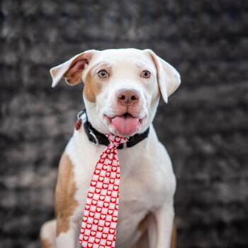 American Staffordshire Terrier and American Bully Dogs Available for Adoption - Queso  | PetCurious