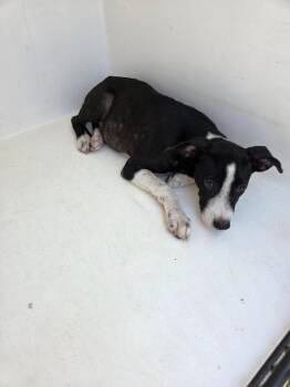 Bonnie -  Mixed Breed Dog for Adoption in Mobile, Alabama - Bonnie | PetCurious