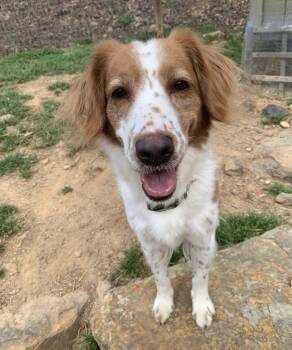Brittany Spaniel Dogs Available for Adoption in Baldwinsville, New York - GA/Regan(OH) | PetCurious
