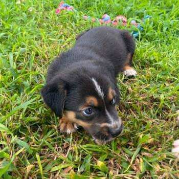 Trent -  Mixed Breed Dog for Adoption in Stilwell, Oklahoma - Trent | PetCurious