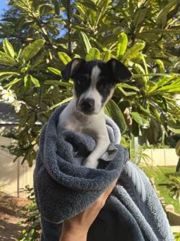 Gingersnap -  Terrier and Mixed Breed Dog for Adoption in Honolulu, Hawaii - Gingersnap | PetCurious