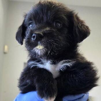 Zoro -  Labrador Retriever and Mixed Breed Dog for Adoption in Park City, Utah - Zoro | PetCurious