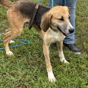 Rescue Hound Dogs for Adoption in Charles City, Virginia - Chance | PetCurious