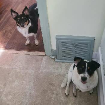 Penny -  Rat Terrier and Mixed Breed Dog for Adoption in Olathe, Kansas - Penny | PetCurious