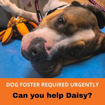 Daisy -  Saint Bernard and Mastiff Dog for Adoption in Toronto, Ontario - Daisy | PetCurious