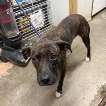 Charlotte -  Pit Bull Terrier Dog for Adoption in Jefferson City, Tennessee - Charlotte | PetCurious