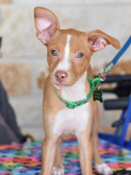 Rescue Chihuahua Dogs for Adoption in Montgomery, Texas - Copper | PetCurious