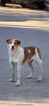 Labrador Retriever Dogs Available for Adoption - GERARD | PetCurious