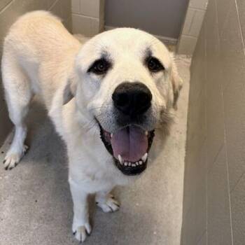 Maverick -  Great Pyrenees Dog for Adoption in Marshall, Virginia - Maverick | PetCurious