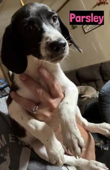 Parsley -  Beagle Dog for Adoption in Grand Rapids, Michigan - Parsley | PetCurious