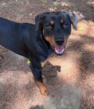 Prancer -  Rottweiler Dog for Adoption in Little Rock, Arkansas - Prancer | PetCurious