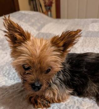 Meg -  Yorkshire Terrier Dog for Adoption in Watertown, Connecticut - Meg | PetCurious