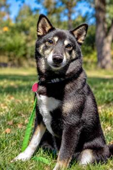 Pabu -  Shiba Inu Dog for Adoption in Yorktown, Virginia - Pabu | PetCurious