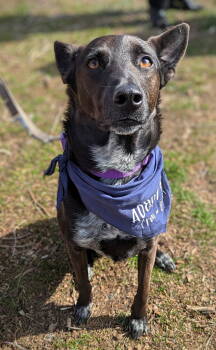 Rescue Australian Cattle Dog Blue Heeler Dogs for Adoption in Ocean Township, New Jersey - Indigo - Indeed A Good Boy! | PetCurious