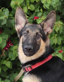 German Shepherd Dog Dogs Available for Adoption in Los Angeles, California - *Ritter Von Rehweiler  | PetCurious