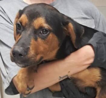 Trigg -  Hound Dog for Adoption in Hollister, Missouri - Trigg | PetCurious