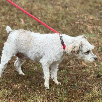Schnauzer Dogs Available for Adoption - Buddy O | PetCurious