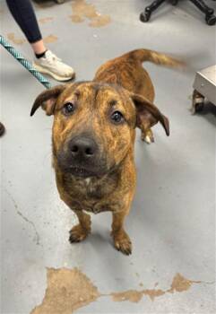Pit Bull Terrier and Mixed Breed Dogs Available for Adoption in Peoria, Illinois - HOOPLAH | PetCurious