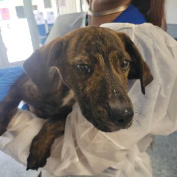 Mixed Breed Dogs Available for Adoption in Greenville, South Carolina - Furcules | PetCurious